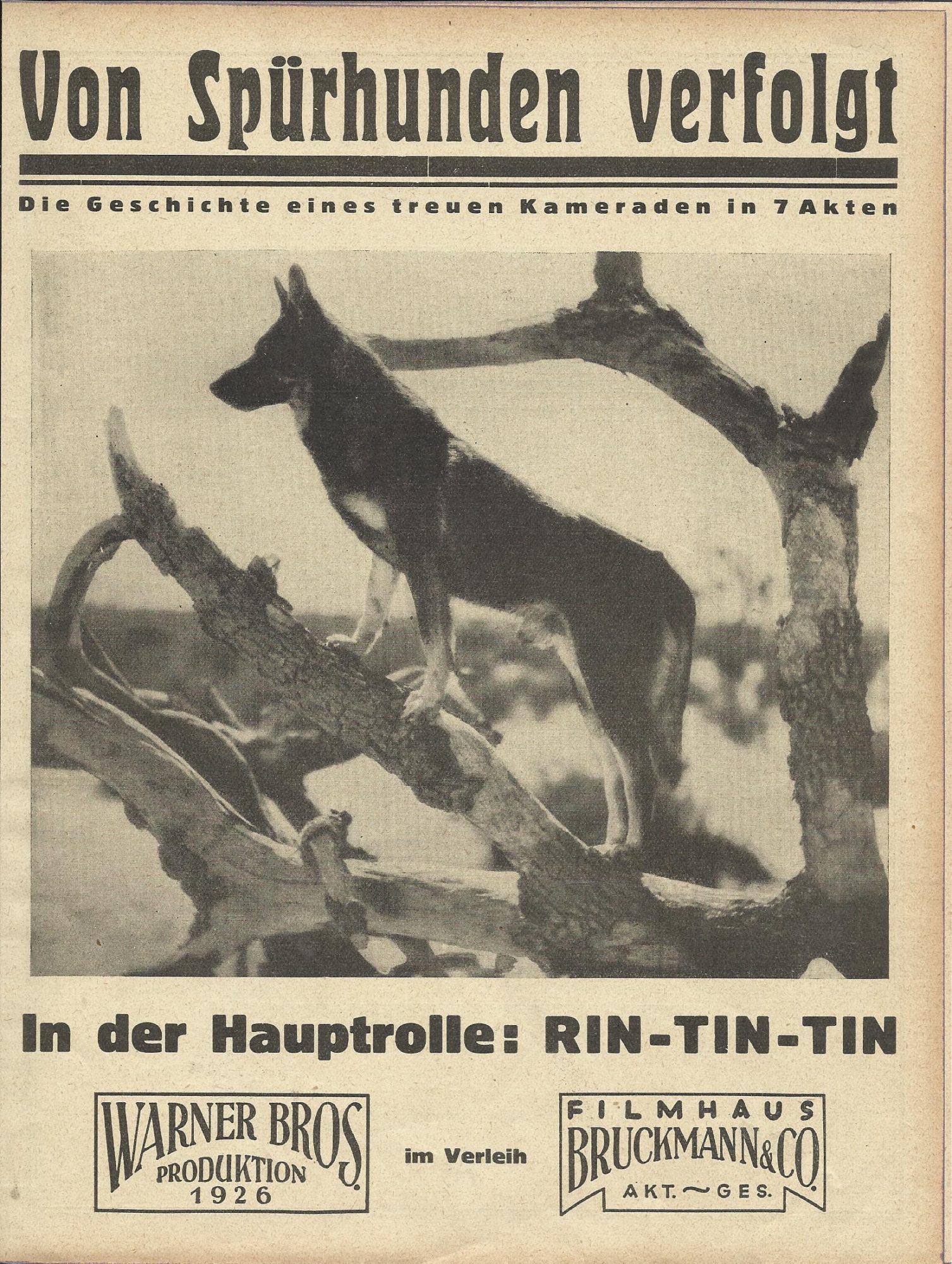 Von Spürhunden verfolgt ( Herman Raymaker ) Rin-Tin-Tin