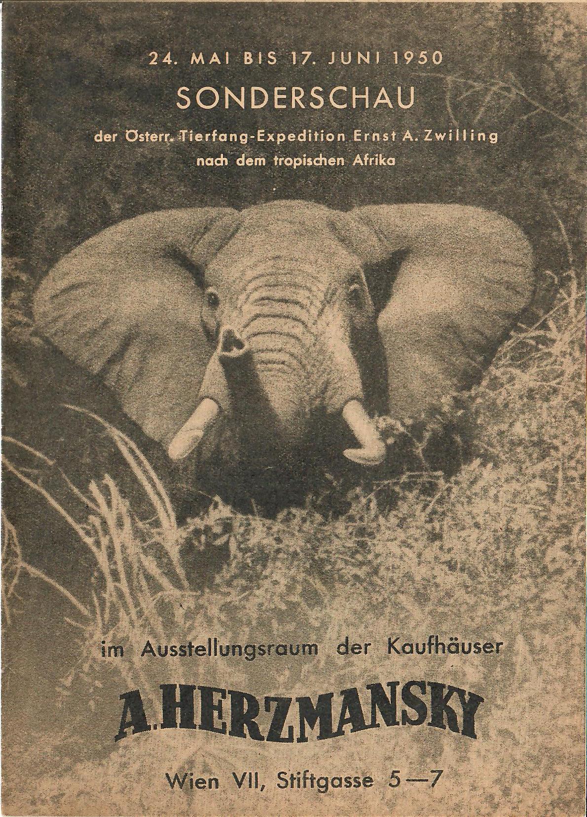 Tierfang Expedition Ernst A. Zwilling ( Elefanten usw. ) Sonderschau 1950 im Kaufhaus Herzmansky Wien VII.
